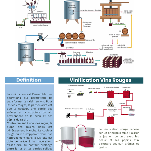 Vinification vin rouge