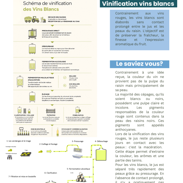 Vinification vin blanc