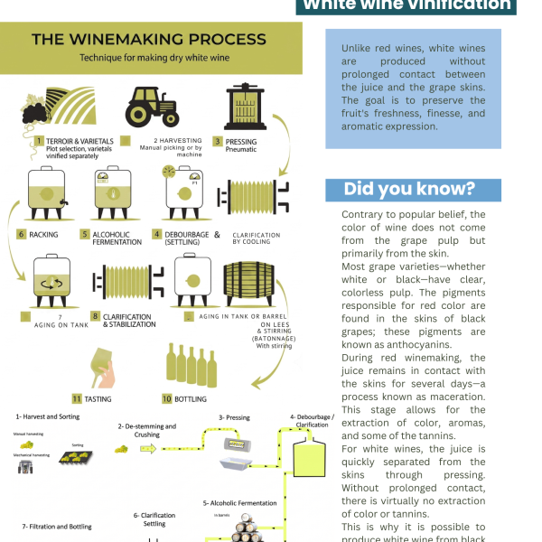 White wine vinification
