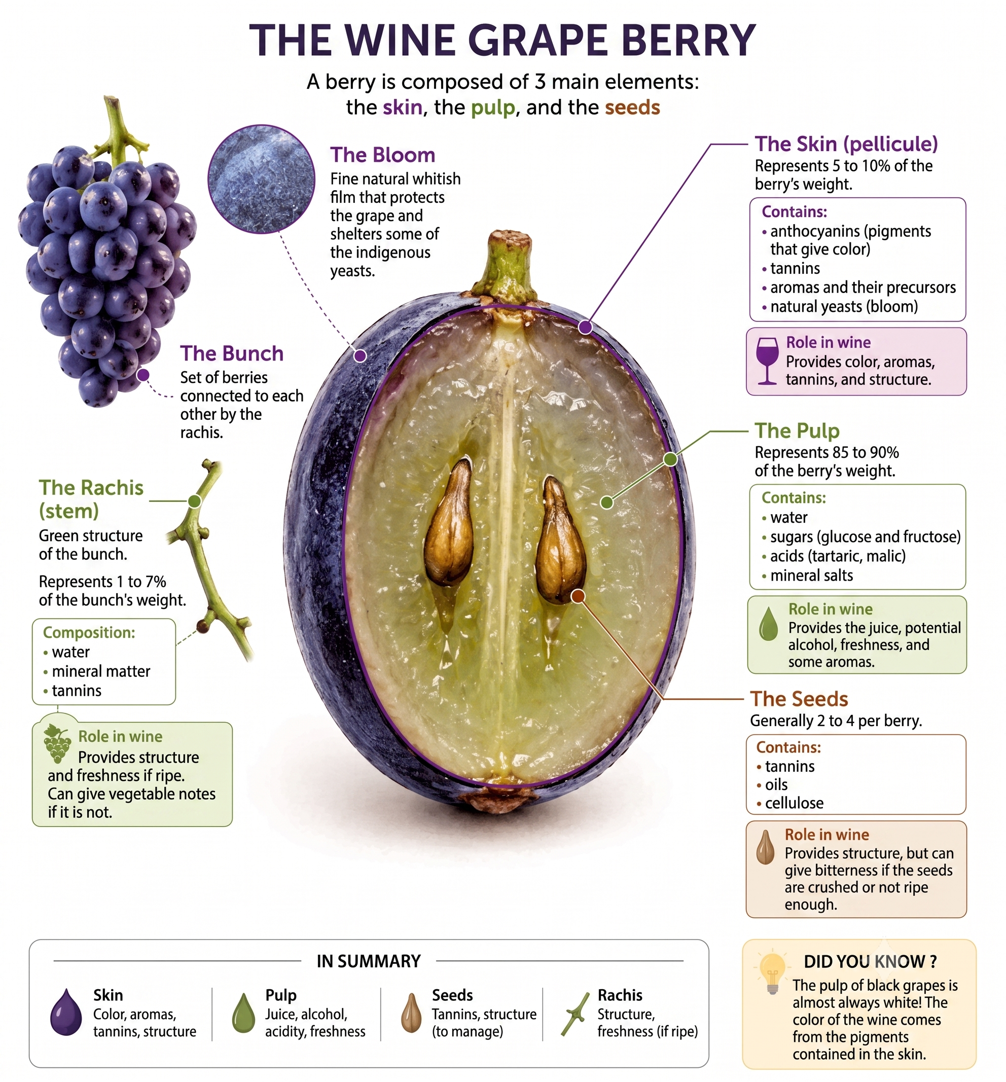 Wine Grape composition